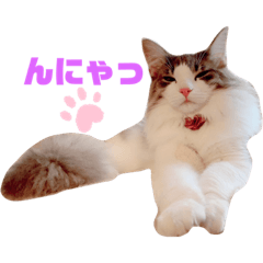 [LINEスタンプ] ノルウェージャンのルーシー嬢