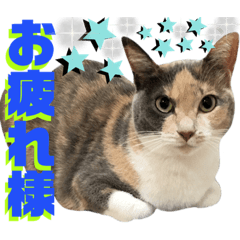 [LINEスタンプ] ねねこ♥⑯実写猫〜日常挨拶・会話スタンプ
