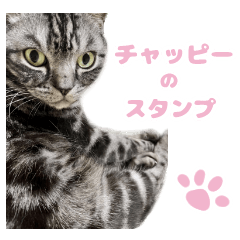 [LINEスタンプ] 愛猫チャッピーのスタンプ
