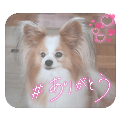 [LINEスタンプ] ぱぴぱぴパピヨン73