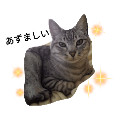 [LINEスタンプ] 青森のトラちゃん 5津軽弁