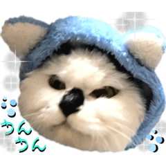 [LINEスタンプ] ねねこ♥⑰しらたまくんとミミミちゃん編