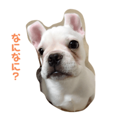 [LINEスタンプ] フレンチ・ブルドッグ （ライム）