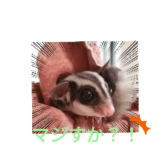 [LINEスタンプ] モモンガ〜くるみ〜