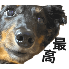 [LINEスタンプ] かわいいダックスちゃん 2 (犬)