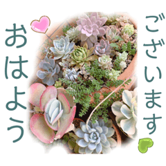 [LINEスタンプ] 開運 スピリチュアル 多肉植物 てるてる