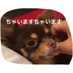 [LINEスタンプ] ちこスタンプスタンプ
