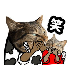 [LINEスタンプ] 猫(キジとトラ)日常で使えるスタンプ