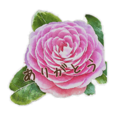 [LINEスタンプ] 使えるありがとうお礼の言葉＊お花