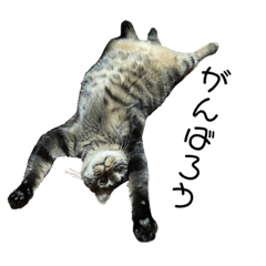 [LINEスタンプ] Moko's daily life.