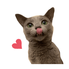 [LINEスタンプ] ねこのスタンプ♡(ロシアブルー)