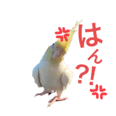 [LINEスタンプ] オカメインコと文鳥