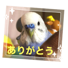 [LINEスタンプ] セキセイインコのはぴちゃん