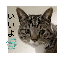 [LINEスタンプ] 白トビ猫とキジトラ猫のスタンプ