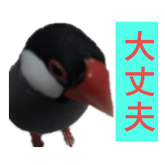 [LINEスタンプ] 助け合い桜文鳥