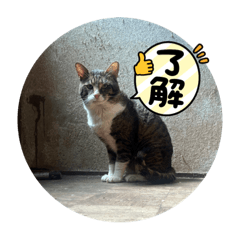 [LINEスタンプ] cat達。