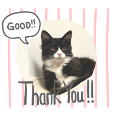 [LINEスタンプ] ハチワレねこさん（オレオ）