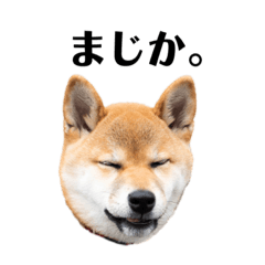 [LINEスタンプ] 柴犬みかんのスタンプ2