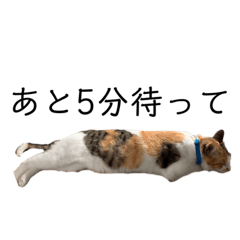 [LINEスタンプ] うちのぬこはかわいいんです