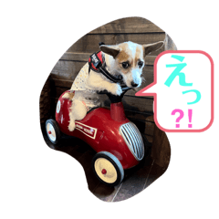 [LINEスタンプ] 立ち耳ジャックラッセルテリアりさだよ〜の画像（メイン）