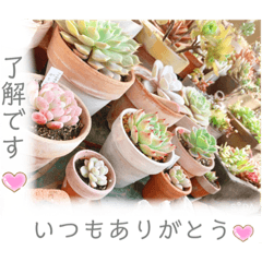 [LINEスタンプ] 開運✨スピリチュアル✨多肉✨多肉植物✨愛