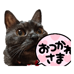 [LINEスタンプ] ねこしょう♀2