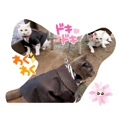 [LINEスタンプ] わんぱく子猫と成猫の日常①