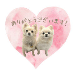 [LINEスタンプ] わんすた看板犬のスタンプ