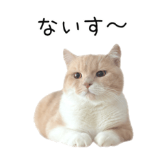 [LINEスタンプ] 猫のたもくん
