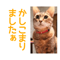 [LINEスタンプ] 丁寧語も話すアニーちゃん