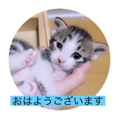 [LINEスタンプ] ガッシーねこーず40にゃんシリーズ㉚