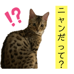 [LINEスタンプ] ベンガル猫のミミちゃん
