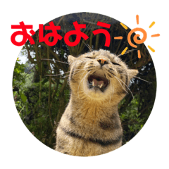 [LINEスタンプ] いしづか家の猫ちゃんpart2