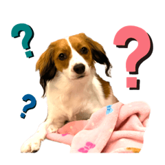 [LINEスタンプ] コーイケルホンディエ【写真】スタンプ