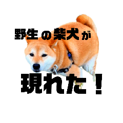[LINEスタンプ] ジンくん。