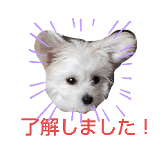 [LINEスタンプ] 自称世界一かわいい犬