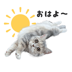[LINEスタンプ] 我が家のニャルソック。第1弾！