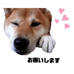 [LINEスタンプ] ジンくん。2