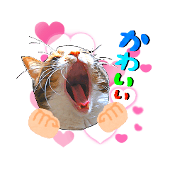 [LINEスタンプ] うちの三毛猫♬②の画像（メイン）