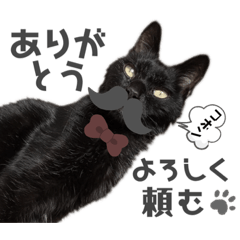 [LINEスタンプ] 黒ネコさんの「写真でひとこと」スタンプ