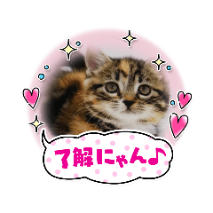 [LINEスタンプ] マンチカンのきなこちゃん♡