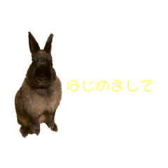 [LINEスタンプ] うさぎのごーちゃん③日常のやりとり