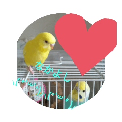 [LINEスタンプ] 可愛い！インコちゃん