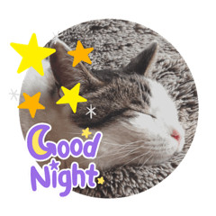 [LINEスタンプ] 斉木家のねこ達2