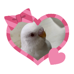 [LINEスタンプ] しらたまちゃん＼(^o^)／