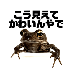 [LINEスタンプ] ガマガエルのガマ様