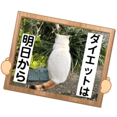 [LINEスタンプ] ねこミルク②