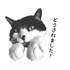 [LINEスタンプ] まみ〜＆さすけ