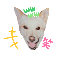 [LINEスタンプ] 保護犬・保護猫・大切な家族～改正版～