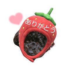 [LINEスタンプ] 黒トイプー 【らい】